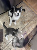 American Shorthair Cats for sale in Queens, New York. price: $60