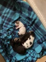 American Shorthair Cats for sale in Detroit, Michigan. price: $40