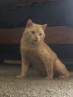 American Shorthair Cats for sale in 3093 NE 57th Ave, Vancouver, WA 98661, USA. price: $120