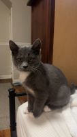 American Shorthair Cats for sale in Salem, OR, USA. price: $99
