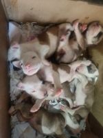 American Staffordshire Terrier Puppies for sale in Delhi, India. price: 20,000 INR