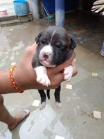 American Staffordshire Terrier Puppies for sale in Sector 46, Faridabad, Haryana, India. price: 15,000 INR