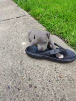 American Staffordshire Terrier Puppies for sale in Charleroi, PA 15022, USA. price: $1,500