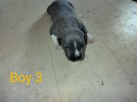 American Staffordshire Terrier Puppies for sale in Perrysburg, OH 43551, USA. price: $700