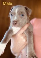 American Staffordshire Terrier Puppies for sale in Hinsdale, NH 03451, USA. price: $2,500