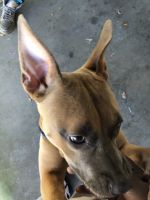 American Staffordshire Terrier Puppies for sale in Marietta, GA, USA. price: $350