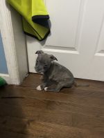 American Staffordshire Terrier Puppies for sale in Jersey City, NJ, USA. price: $900