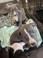 American Staffordshire Terrier Puppies for sale in San Marcos, TX, USA. price: $200