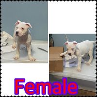 American Staffordshire Terrier Puppies for sale in Jersey City, NJ, USA. price: $900