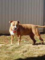 American Staffordshire Terrier Puppies for sale in Lawrenceville, GA, USA. price: $125