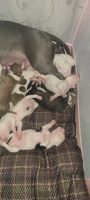 American Staffordshire Terrier Puppies for sale in Indianapolis, IN, USA. price: $600