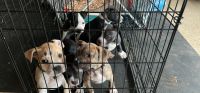 American Staffordshire Terrier Puppies for sale in Ludowici, GA 31316, USA. price: $150