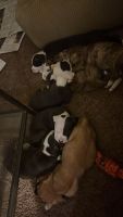 American Staffordshire Terrier Puppies for sale in FAIRMOUNT HGT, MD 20743, USA. price: $600