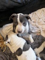 American Staffordshire Terrier Puppies for sale in Los Angeles, CA 90019, USA. price: $400