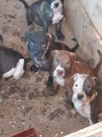 American Staffordshire Terrier Puppies for sale in Hot Springs, AR, USA. price: $200