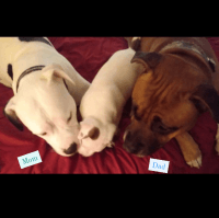 American Staffordshire Terrier Puppies for sale in Des Moines, IA, USA. price: $450