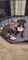 American Staffordshire Terrier Puppies for sale in Virginia Beach, VA, USA. price: $500
