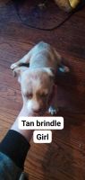 American Staffordshire Terrier Puppies for sale in Detroit, MI 48217, USA. price: $200