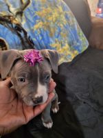 American Staffordshire Terrier Puppies for sale in Cedar Rapids, IA, USA. price: $650