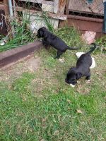 American Staffordshire Terrier Puppies for sale in Bryan, Texas. price: $50