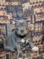 American Staffordshire Terrier Puppies for sale in Ware, Massachusetts. price: $1,200