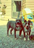 American Staffordshire Terrier Puppies for sale in Lima, Ohio. price: $600