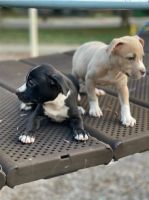 American Staffordshire Terrier Puppies for sale in Lansing, Michigan. price: $950