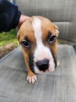 American Staffordshire Terrier Puppies for sale in Blacktown, New South Wales. price: $200