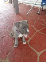 American Staffordshire Terrier Puppies for sale in Parramatta, New South Wales. price: $1,000