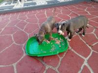 American Staffordshire Terrier Puppies for sale in Parramatta, New South Wales. price: $1,000
