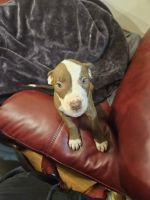 American Staffordshire Terrier Puppies for sale in Clayton, Victoria. price: $400