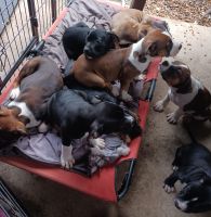 American Staffordshire Terrier Puppies for sale in Bundaberg, Queensland. price: $800