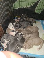 American Staffordshire Terrier Puppies for sale in Corpus Christi, Texas. price: $350