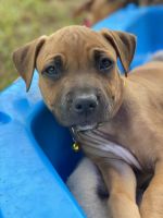American Staffordshire Terrier Puppies for sale in Wollongong, New South Wales. price: $850