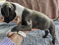 American Staffordshire Terrier Puppies for sale in Sydney, New South Wales. price: $800