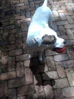 American Staffordshire Terrier Puppies for sale in Caboolture, Queensland. price: NA