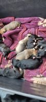 American Staffordshire Terrier Puppies for sale in Punchbowl, New South Wales. price: $1,500