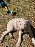 American Staffordshire Terrier Puppies for sale in Bacchus Marsh, Victoria. price: $1,800