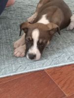 American Staffordshire Terrier Puppies for sale in Wahiawa, Hawaii. price: $150