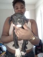 American Staffordshire Terrier Puppies for sale in Milwaukee, Wisconsin. price: $1,200
