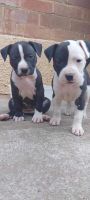 American Staffordshire Terrier Puppies for sale in Bowden, South Australia. price: $1,500