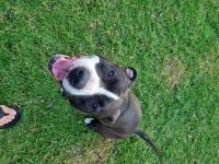 American Staffordshire Terrier Puppies for sale in Nowra, New South Wales. price: $1,200