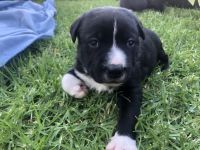 American Staffordshire Terrier Puppies for sale in Adelaide, South Australia. price: $1,000