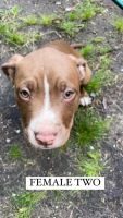 American Staffordshire Terrier Puppies for sale in Mascot, New South Wales. price: $1,500