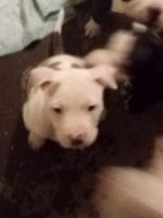 American Staffordshire Terrier Puppies for sale in Chehalis, Washington. price: $300