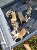 American Staffordshire Terrier Puppies for sale in Ft. Pierce, Florida. price: NA
