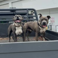 American Staffordshire Terrier Puppies for sale in Murwillumbah, New South Wales. price: $1,500