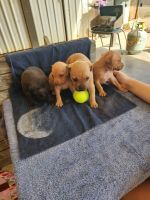 American Staffordshire Terrier Puppies for sale in Bendigo, Victoria. price: $1,000