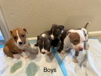 American Staffordshire Terrier Puppies for sale in Highlands Ranch, Colorado. price: $600