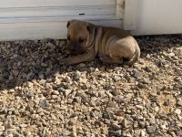 American Staffordshire Terrier Puppies for sale in Melton, Victoria. price: $1,000